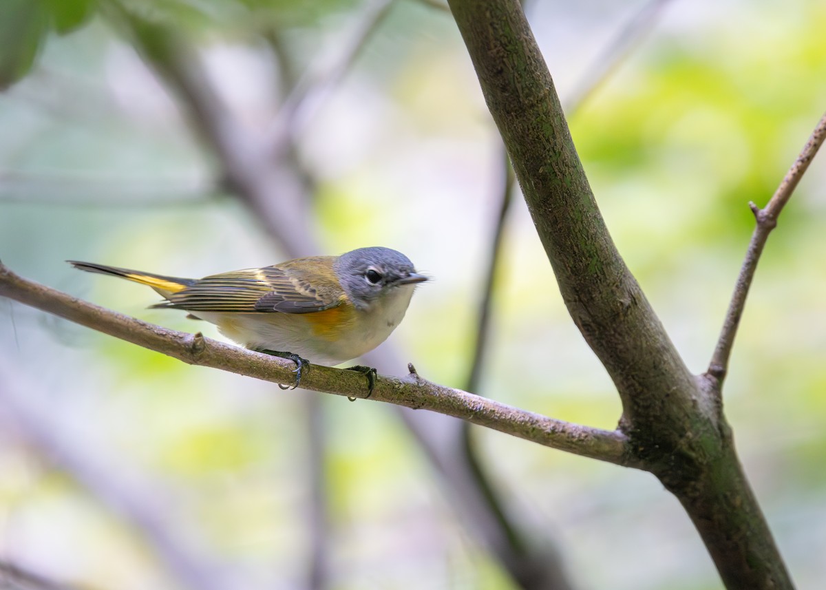 American Redstart - ML641136437
