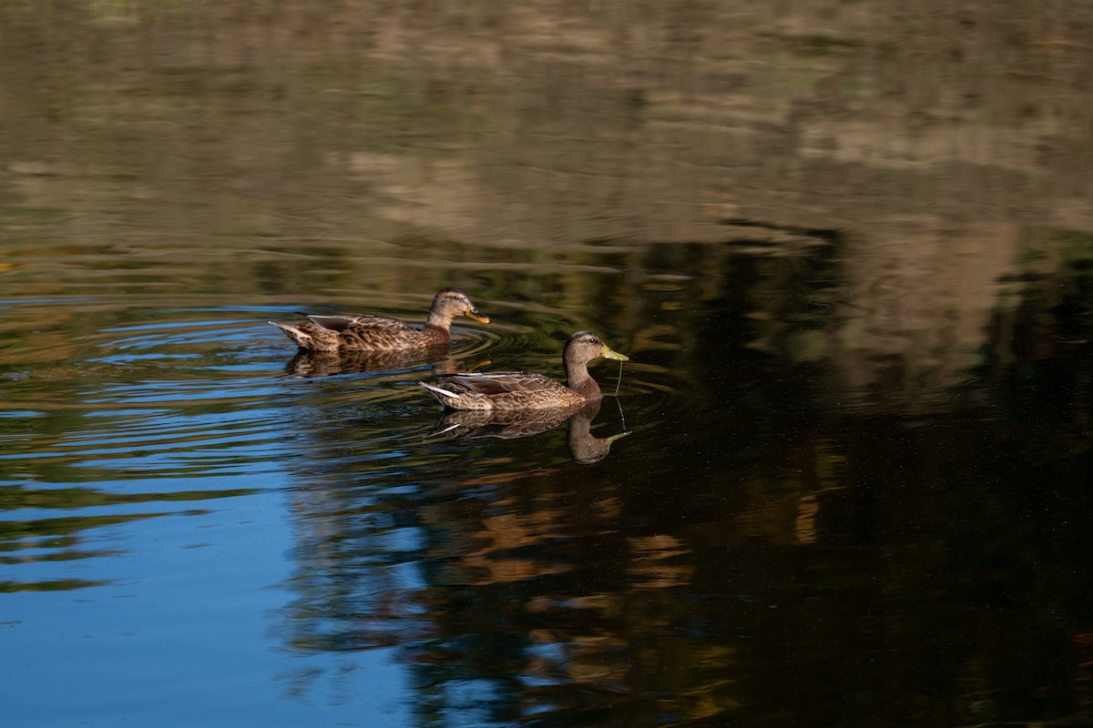 Mallard - ML641136439