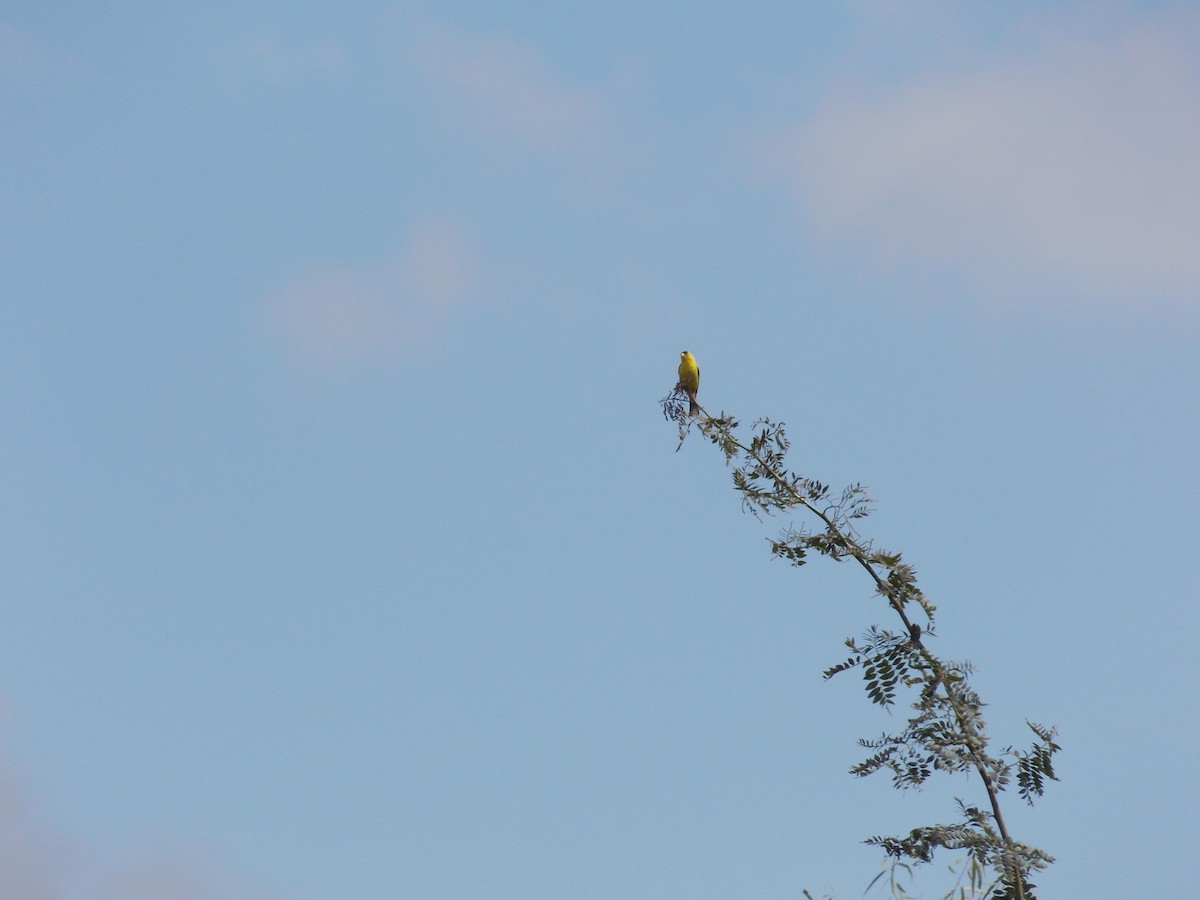American Goldfinch - ML641136440