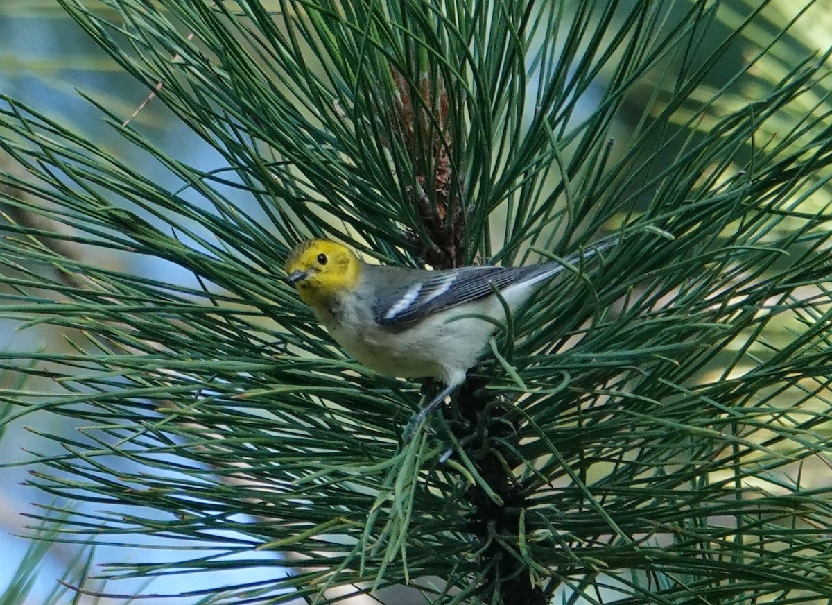 Hermit Warbler - ML641136461