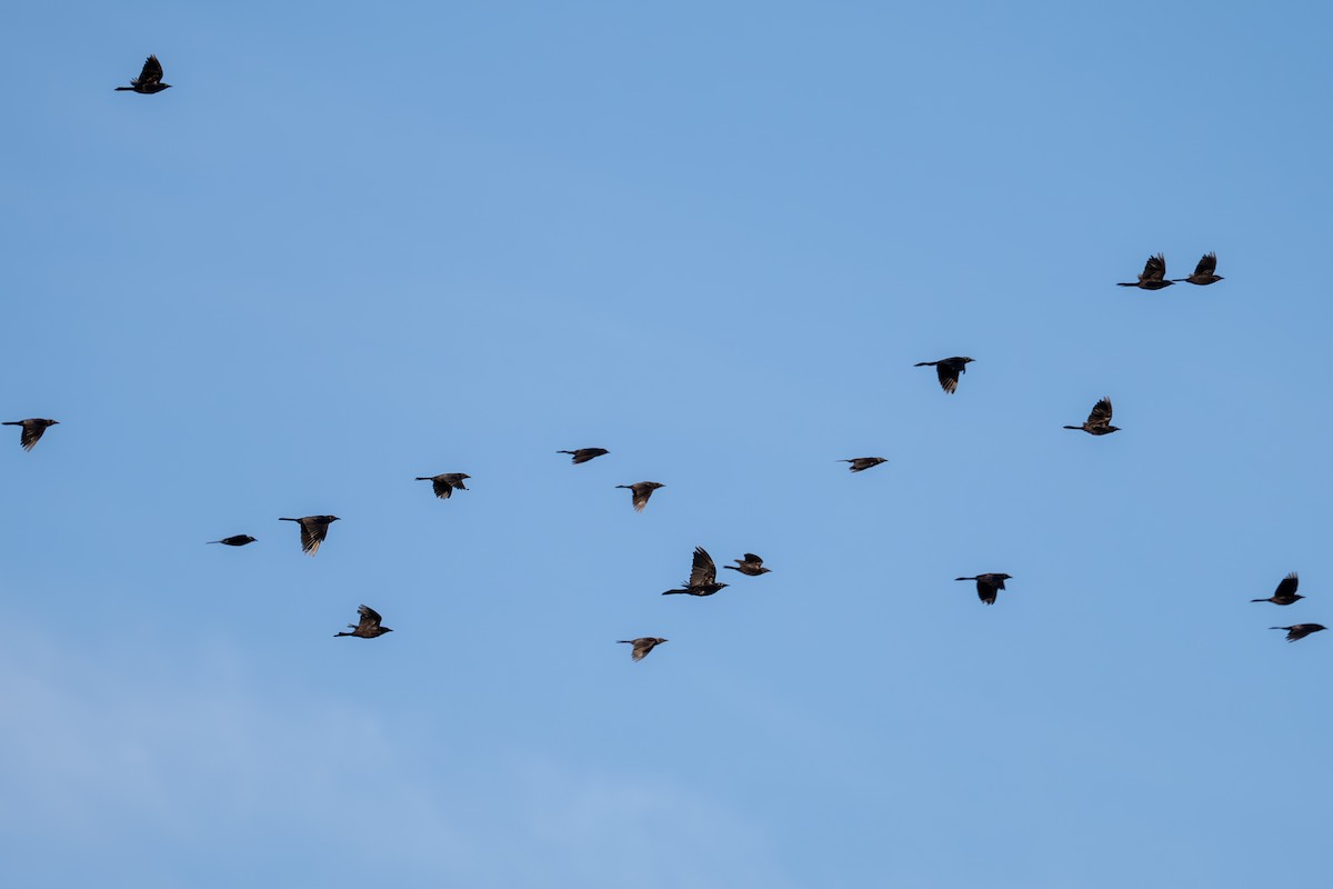 Common Grackle - ML641136474