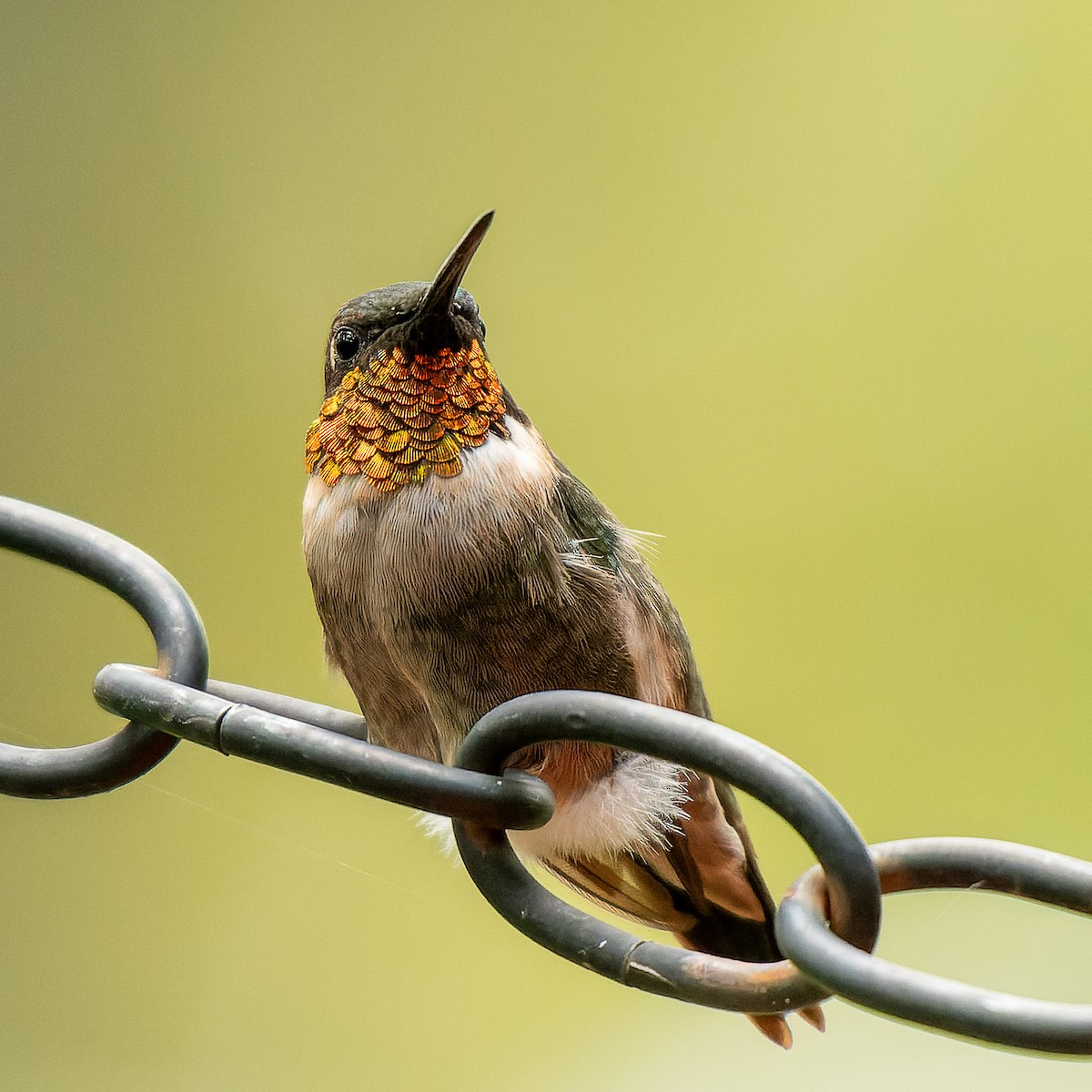 Ruby-throated Hummingbird - ML641136497