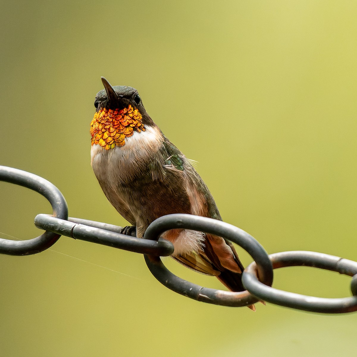 Ruby-throated Hummingbird - ML641136498