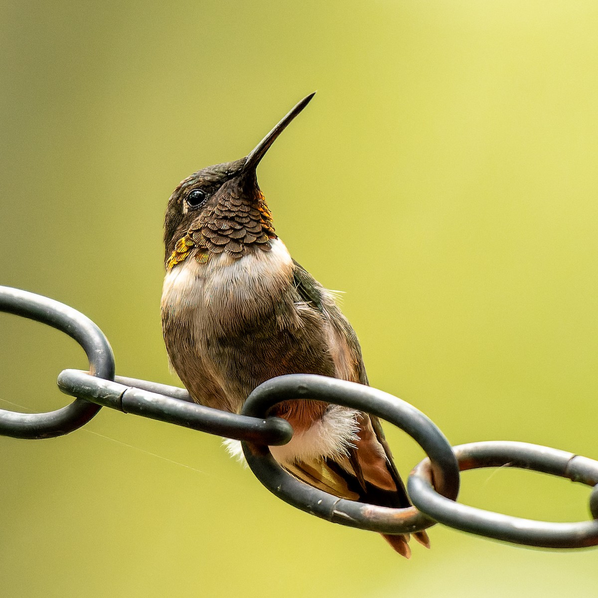 Ruby-throated Hummingbird - ML641136499
