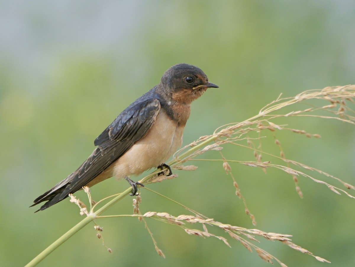 Barn Swallow - ML641136505