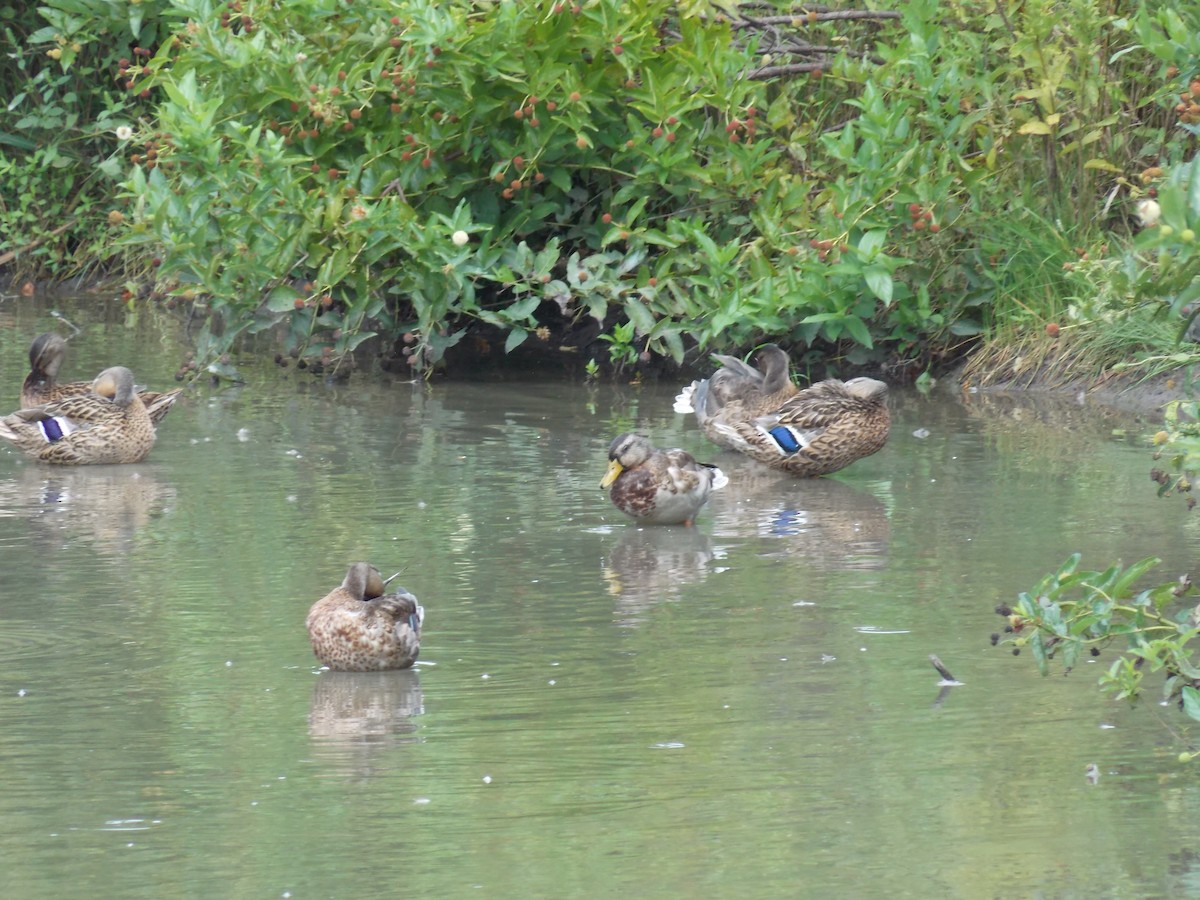 Mallard - ML641136519