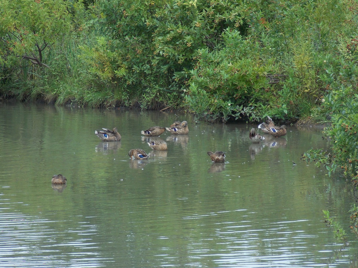 Mallard - ML641136524