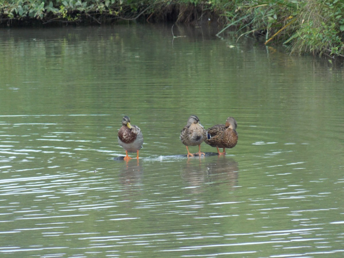Mallard - ML641136527