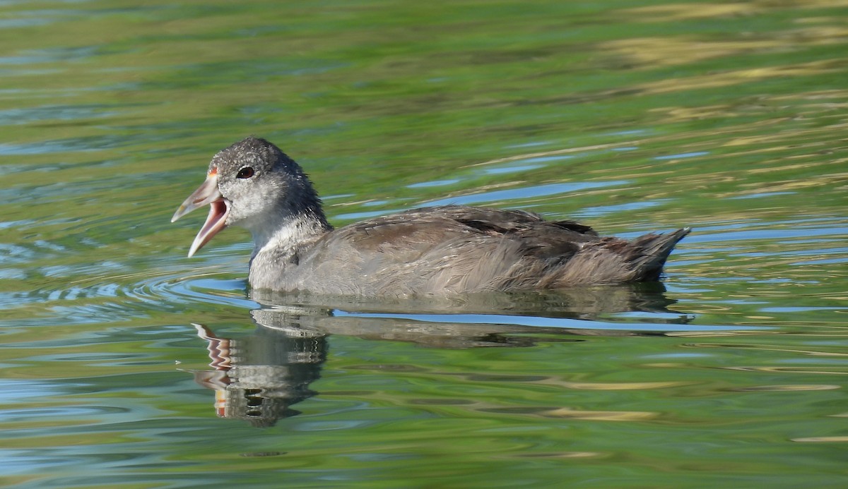 American Coot - ML641136543