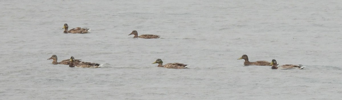 Mallard - ML641136544