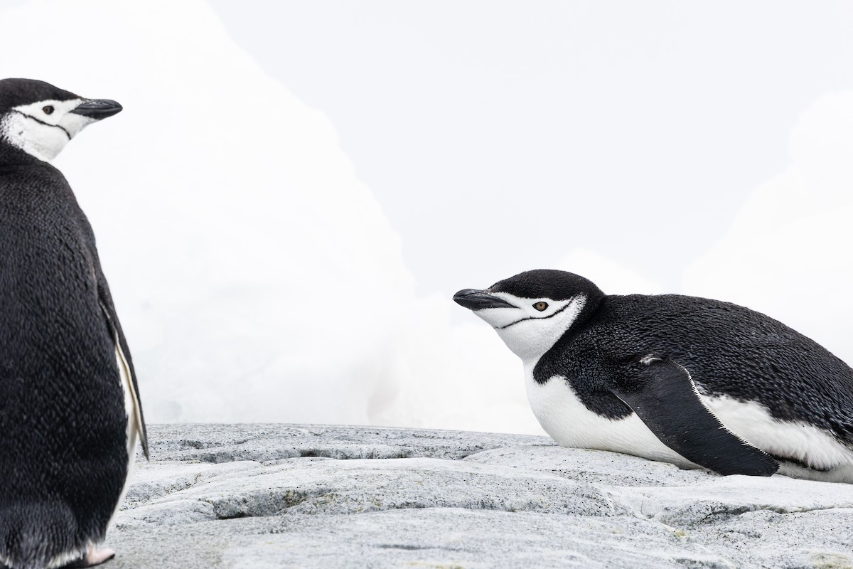 Chinstrap Penguin - ML641136557