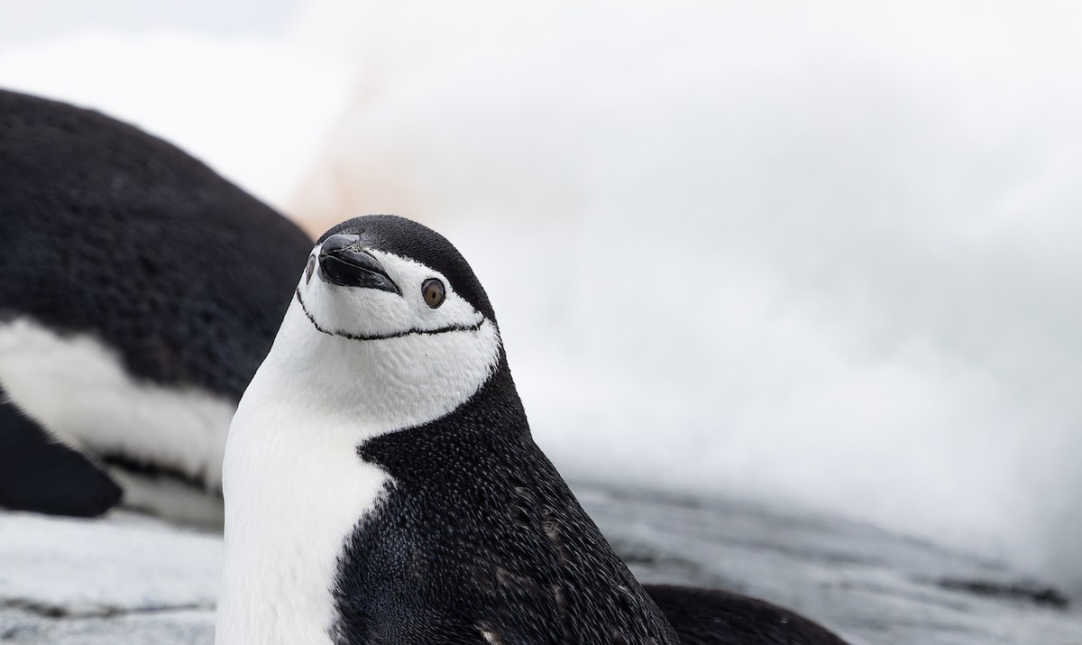Chinstrap Penguin - ML641136558