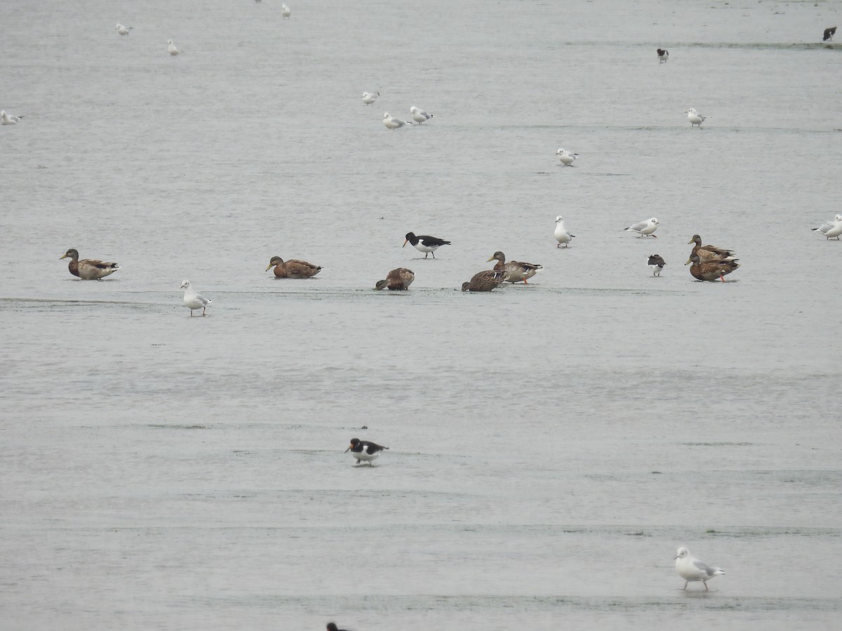 Mallard - ML641136561