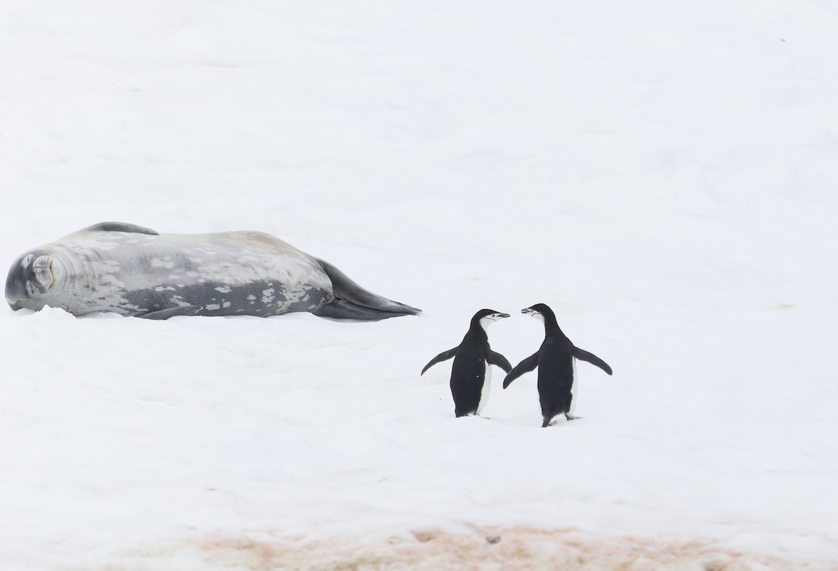 Chinstrap Penguin - ML641136563