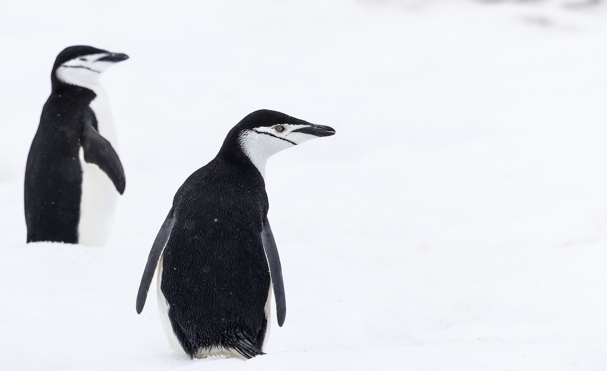 Chinstrap Penguin - ML641136566