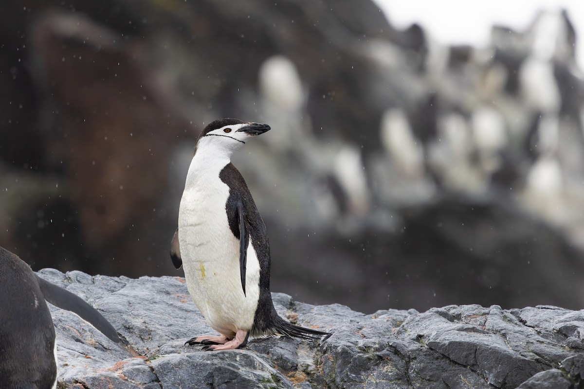 Chinstrap Penguin - ML641136580