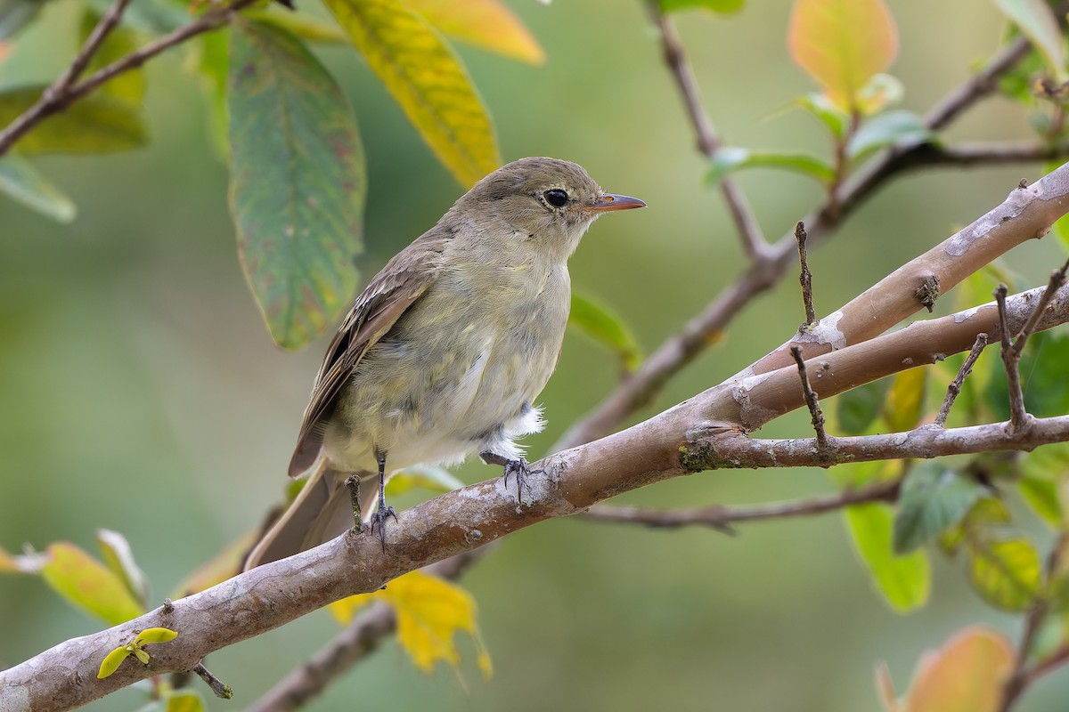Mountain Elaenia - ML641136582