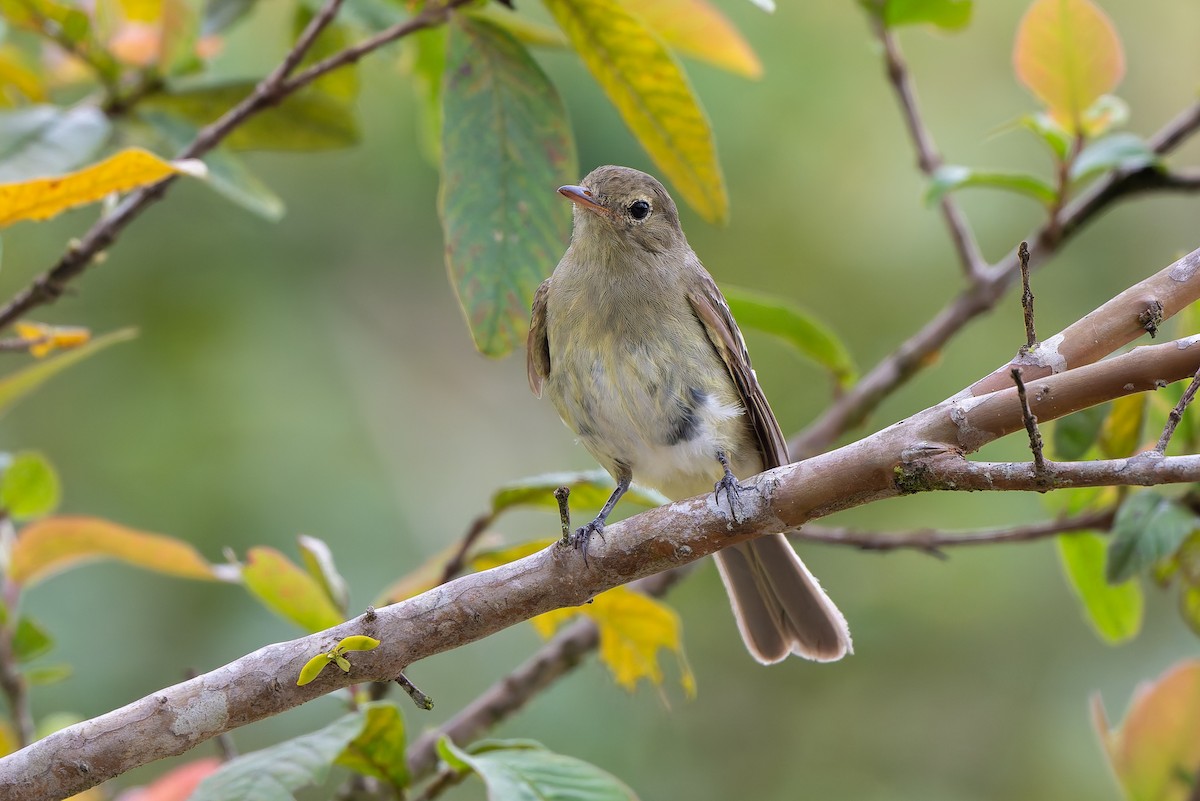 Mountain Elaenia - ML641136583