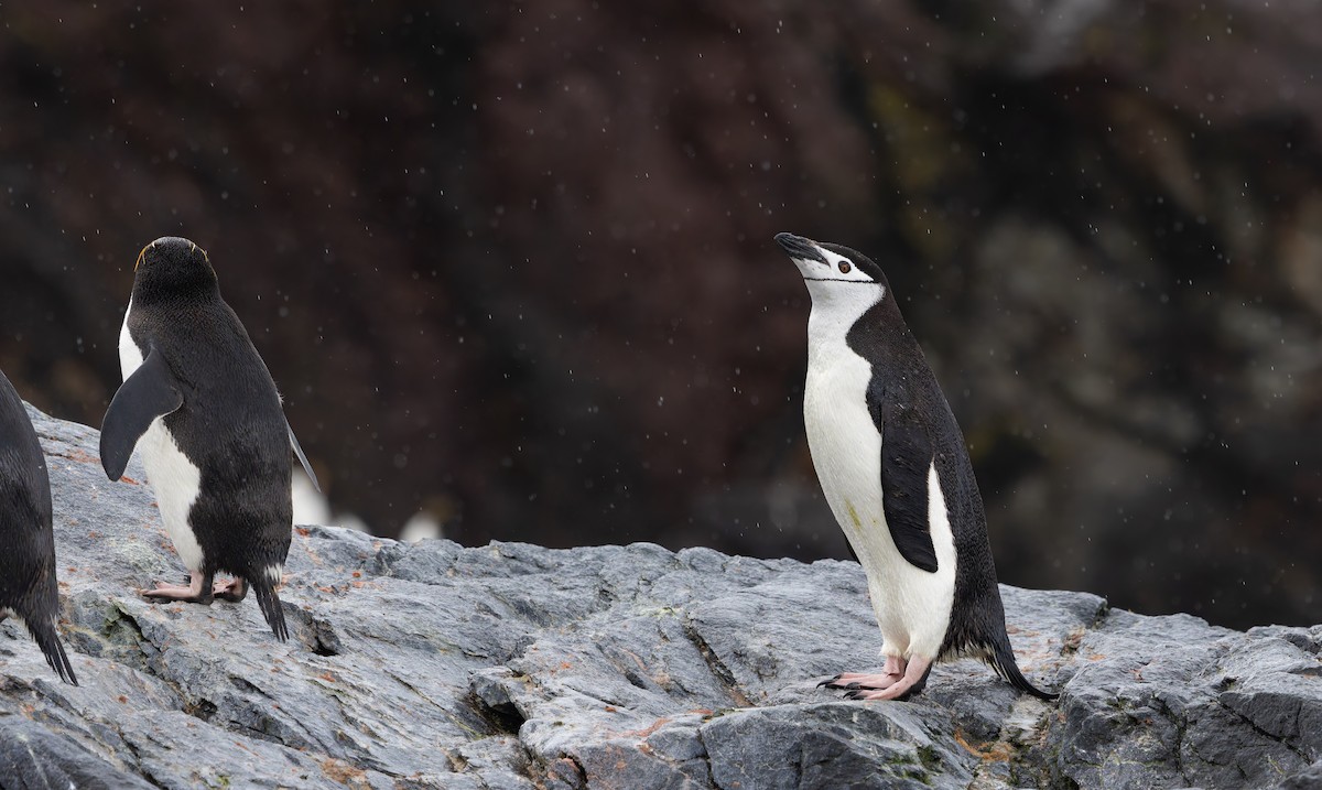 Chinstrap Penguin - ML641136584