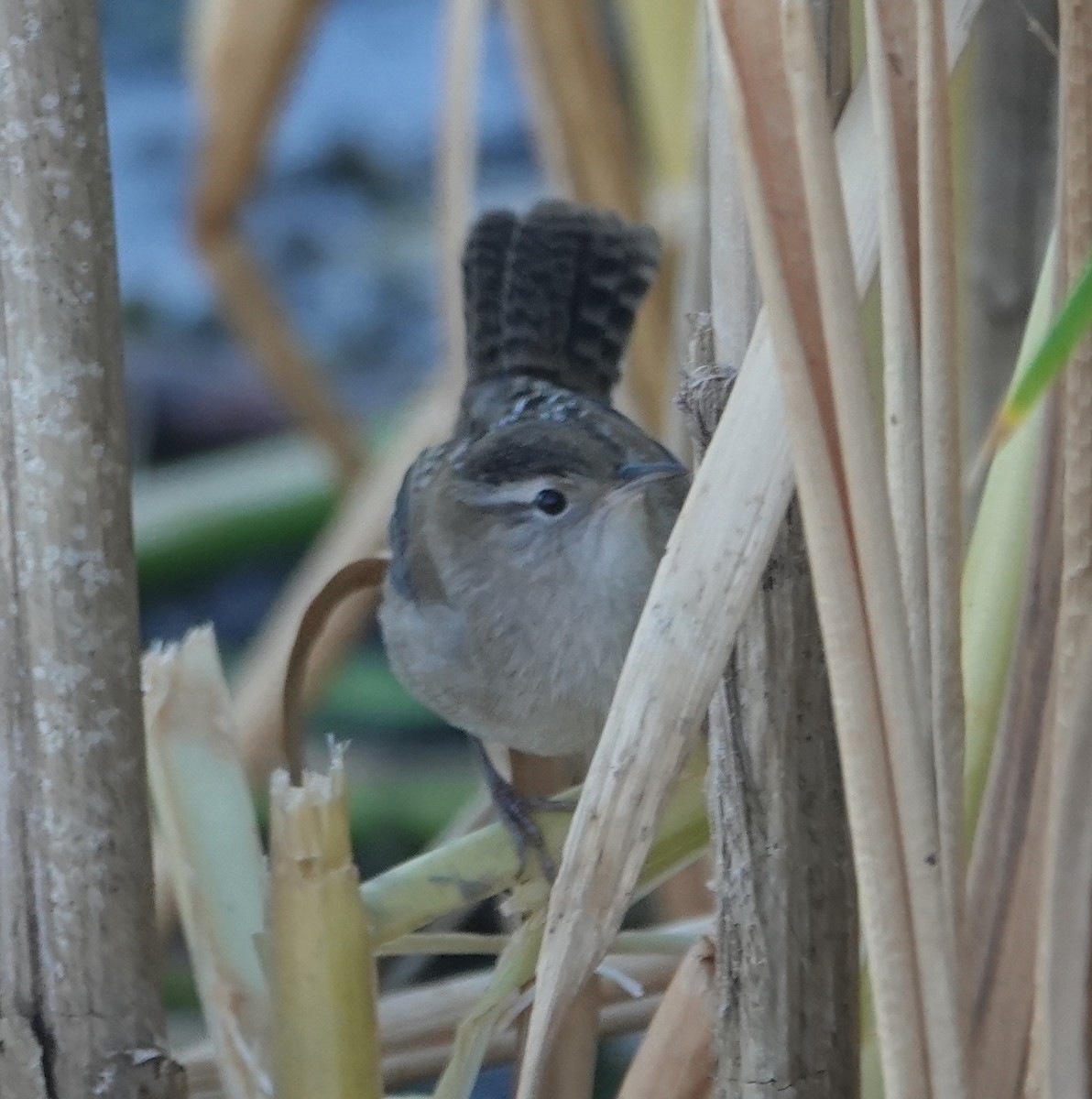 Marsh Wren - ML641136586