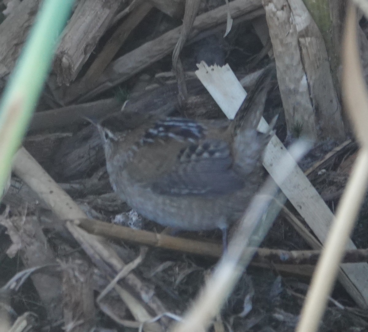Marsh Wren - ML641136587