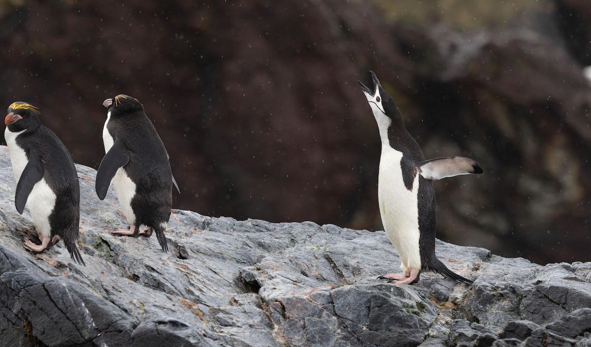 Chinstrap Penguin - ML641136588