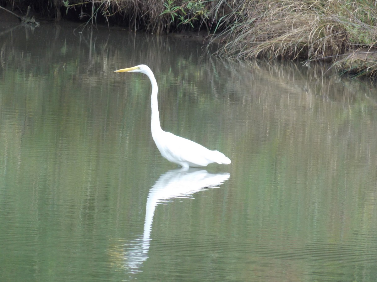 Great Egret - ML641136591