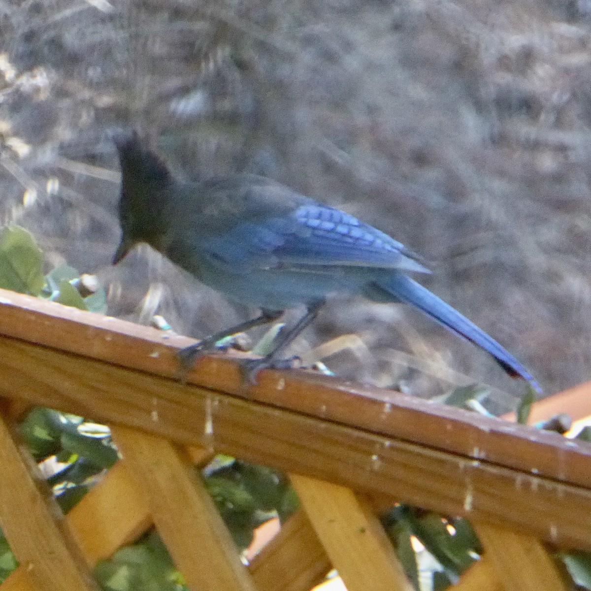 Steller's Jay - ML641136645
