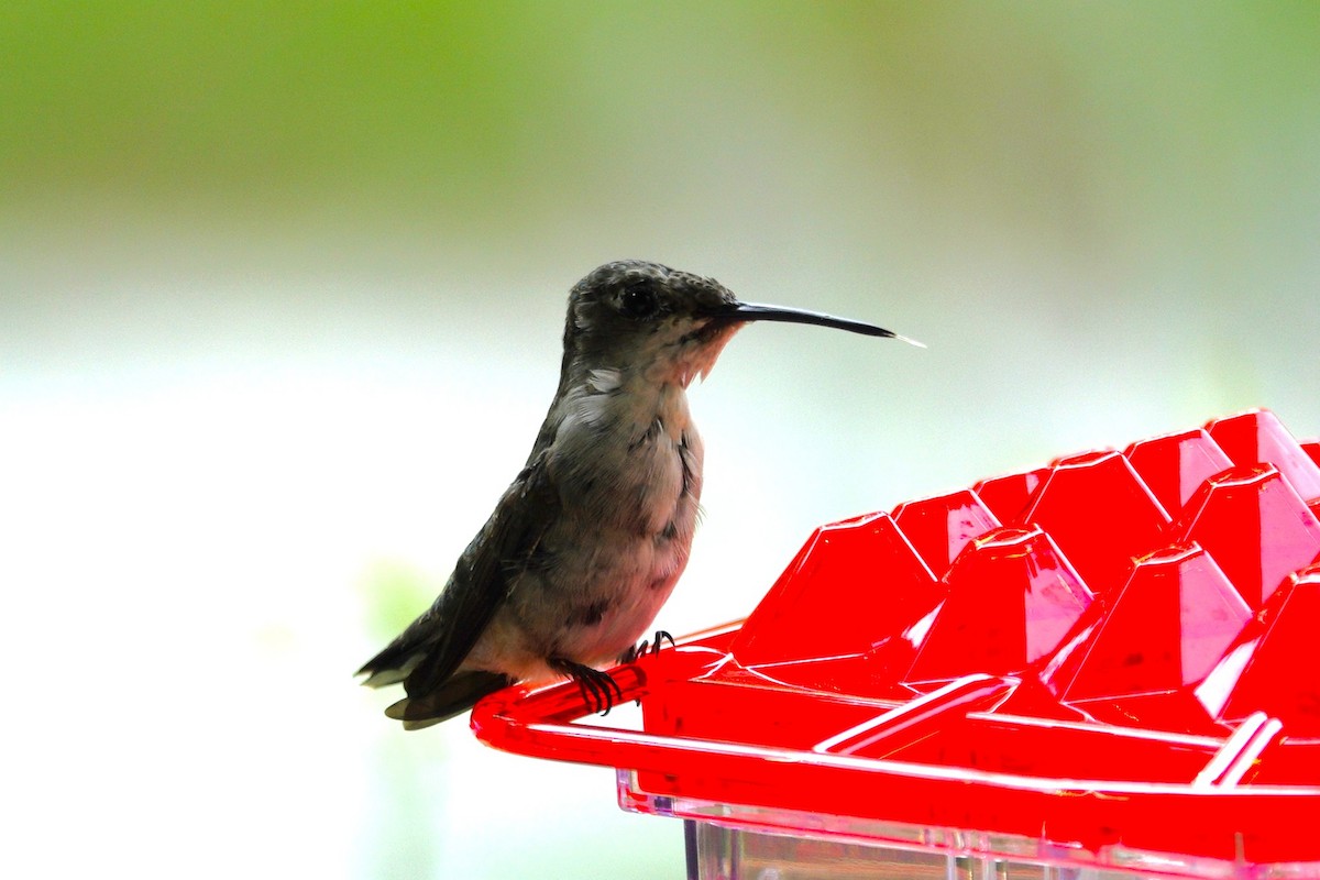 Ruby-throated Hummingbird - ML641136661