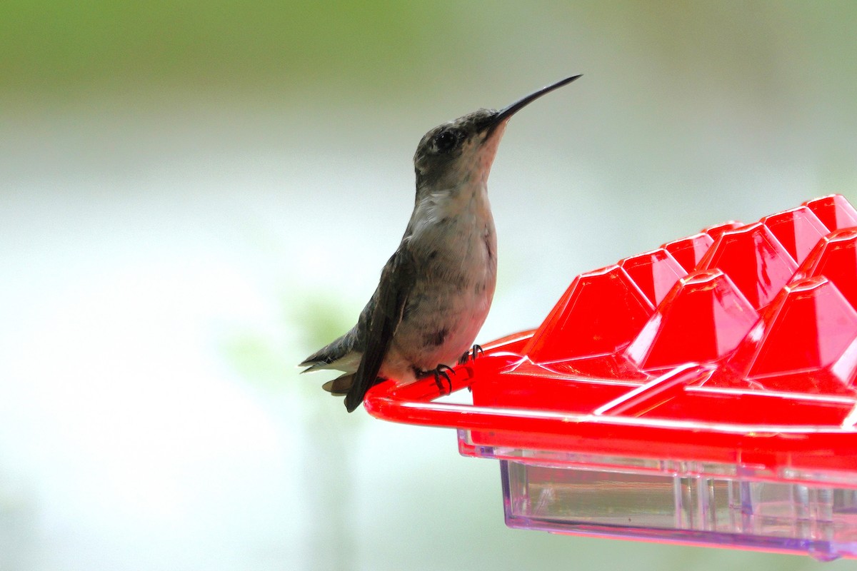 Ruby-throated Hummingbird - ML641136671
