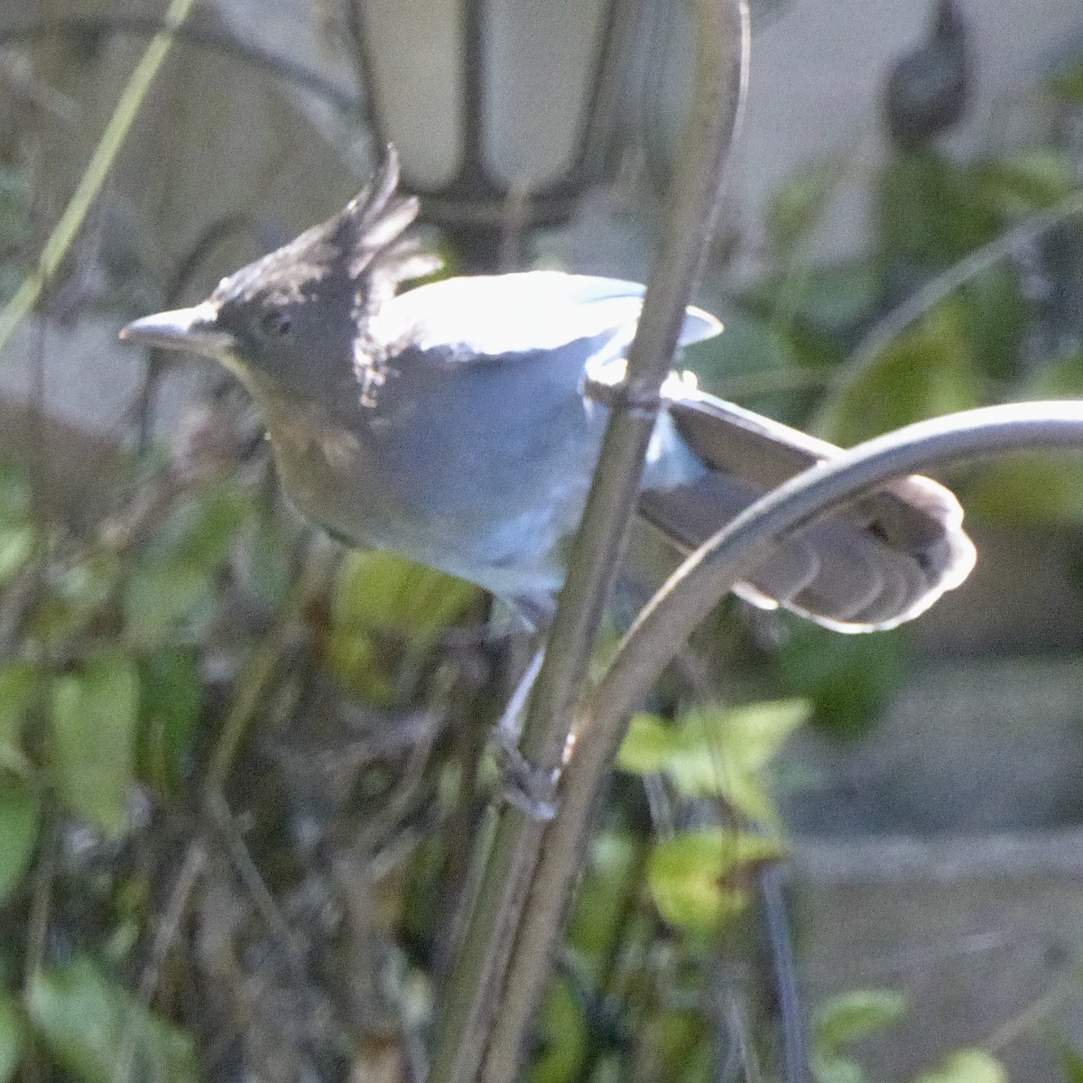 Steller's Jay - ML641136684