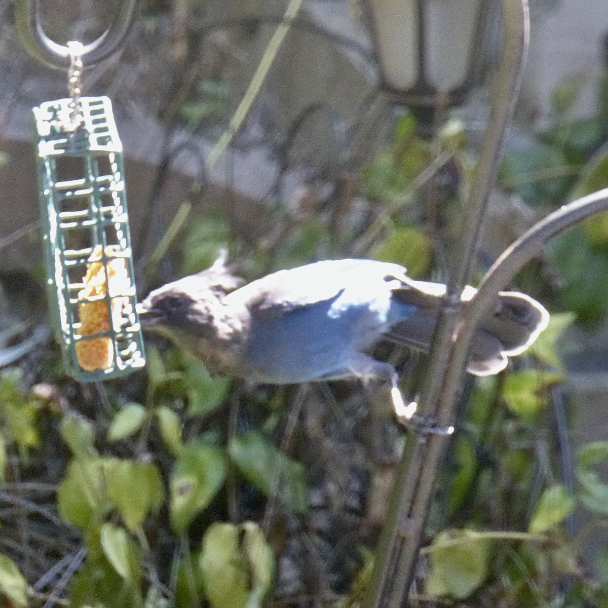 Steller's Jay - ML641136707