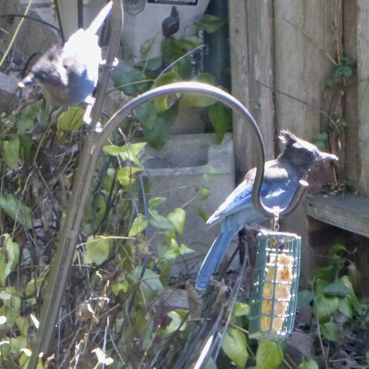 Steller's Jay - ML641136745