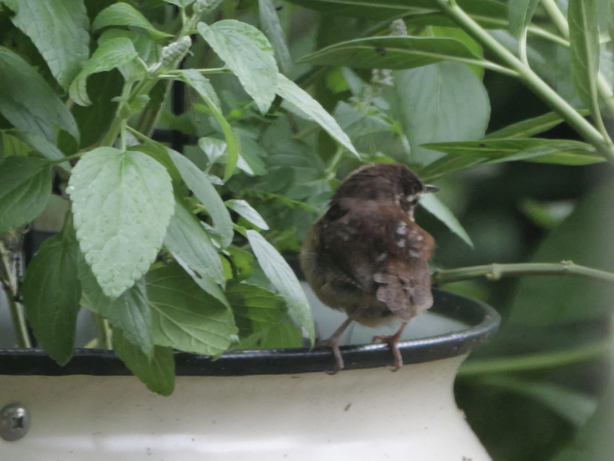 Carolina Wren - ML641136747