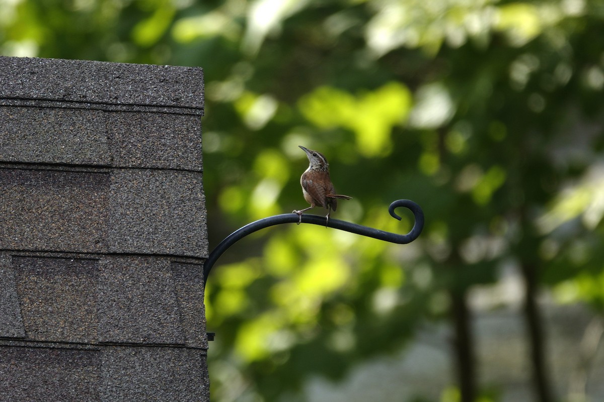 Carolina Wren - ML641136751
