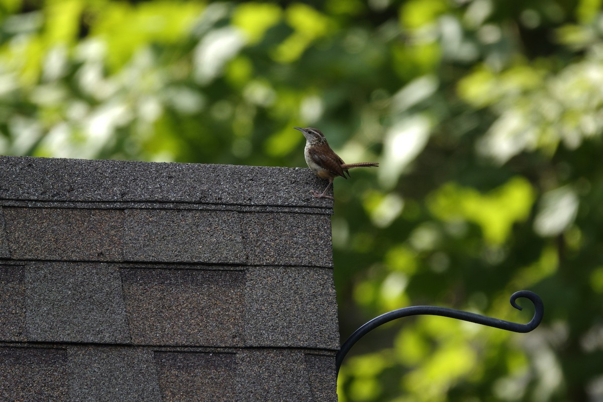 Carolina Wren - ML641136752
