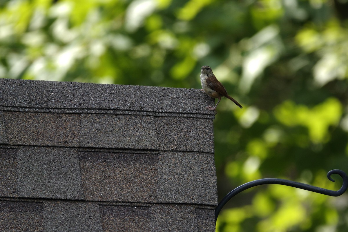Carolina Wren - ML641136753