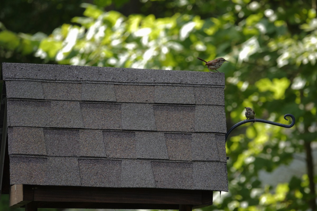 Carolina Wren - ML641136755