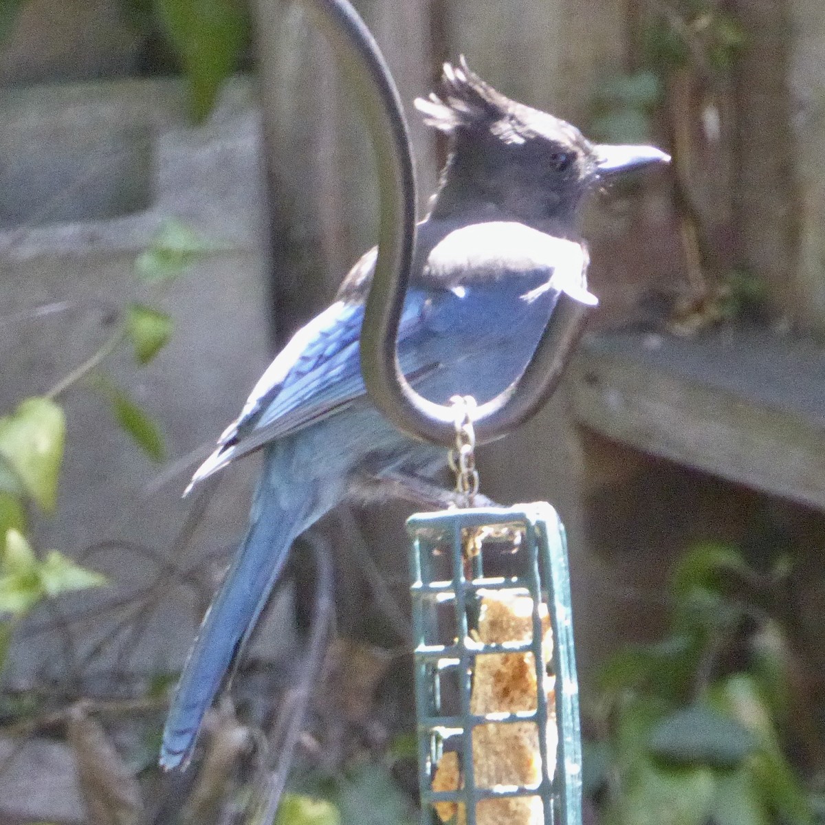 Steller's Jay - ML641136756
