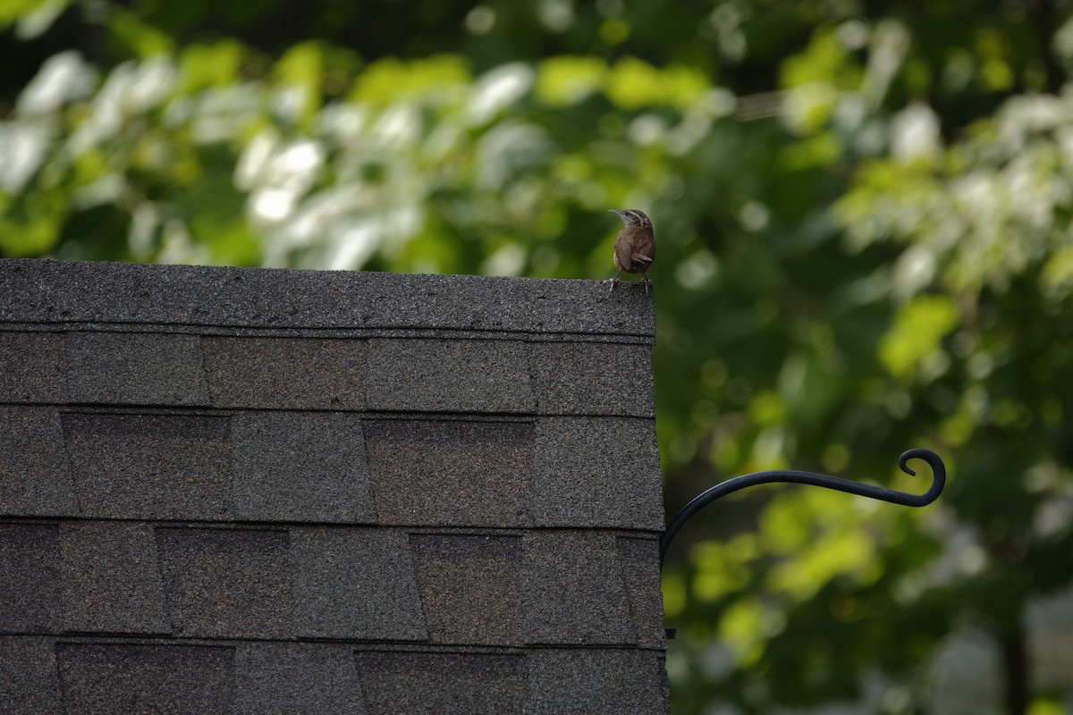 Carolina Wren - ML641136759