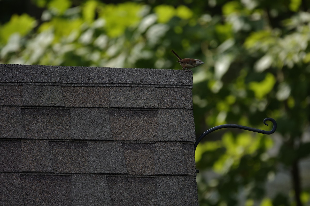 Carolina Wren - ML641136760