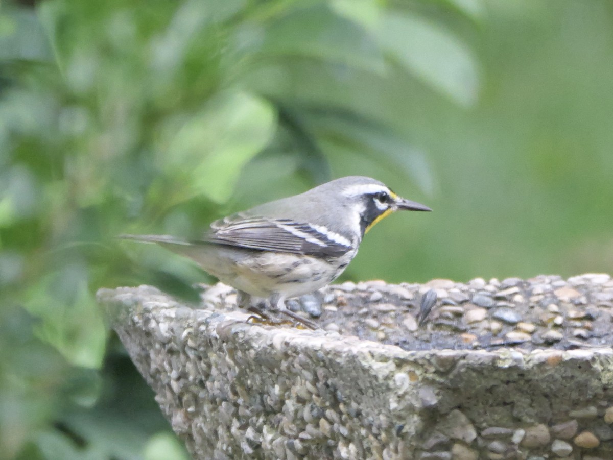 gulstrupeparula (dominica/stoddardi) - ML641136784