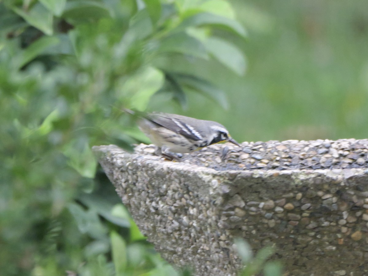 gulstrupeparula (dominica/stoddardi) - ML641136785