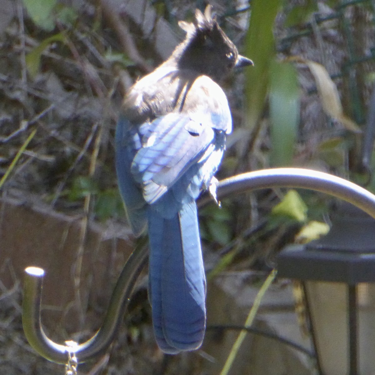 Steller's Jay - ML641136790