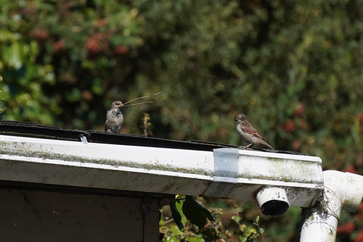 House Sparrow - ML641136802
