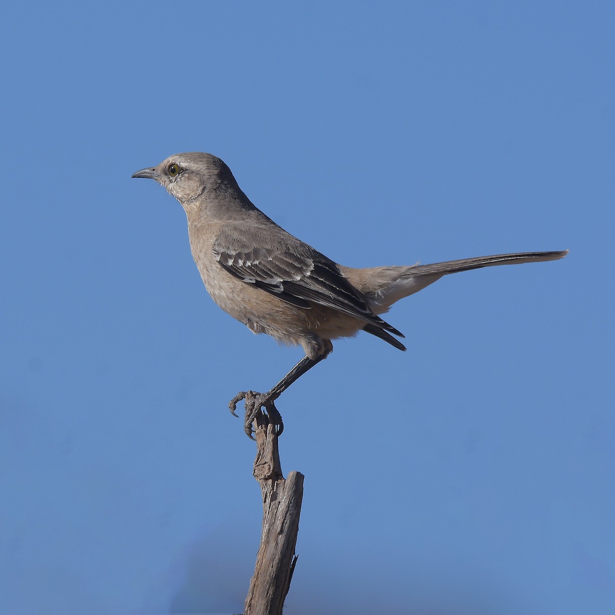 Patagonian Mockingbird - ML641136840