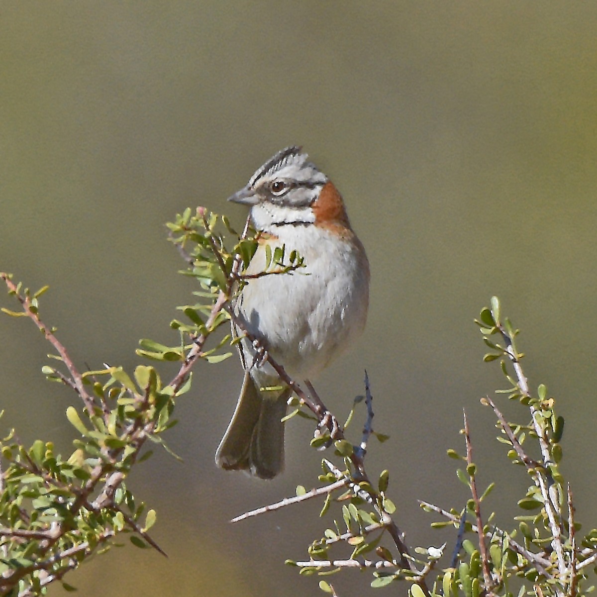 Rufous-collared Sparrow - ML641136888