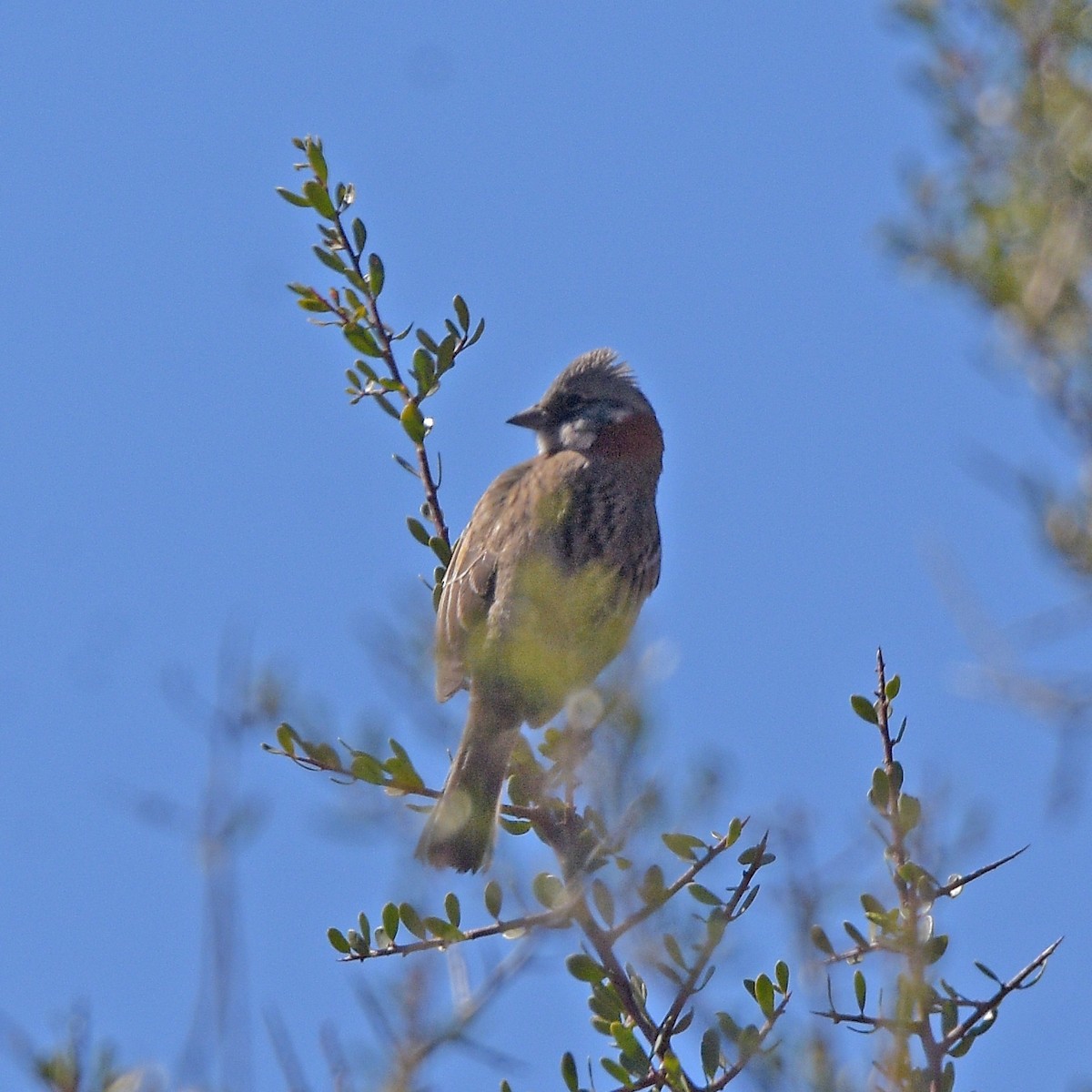 Rufous-collared Sparrow - ML641136889