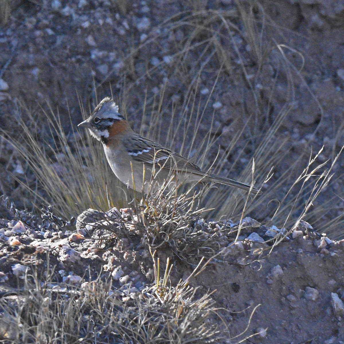 Rufous-collared Sparrow - ML641136890
