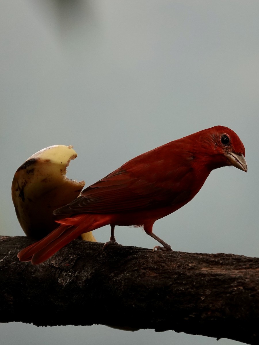 Summer Tanager - ML641136902